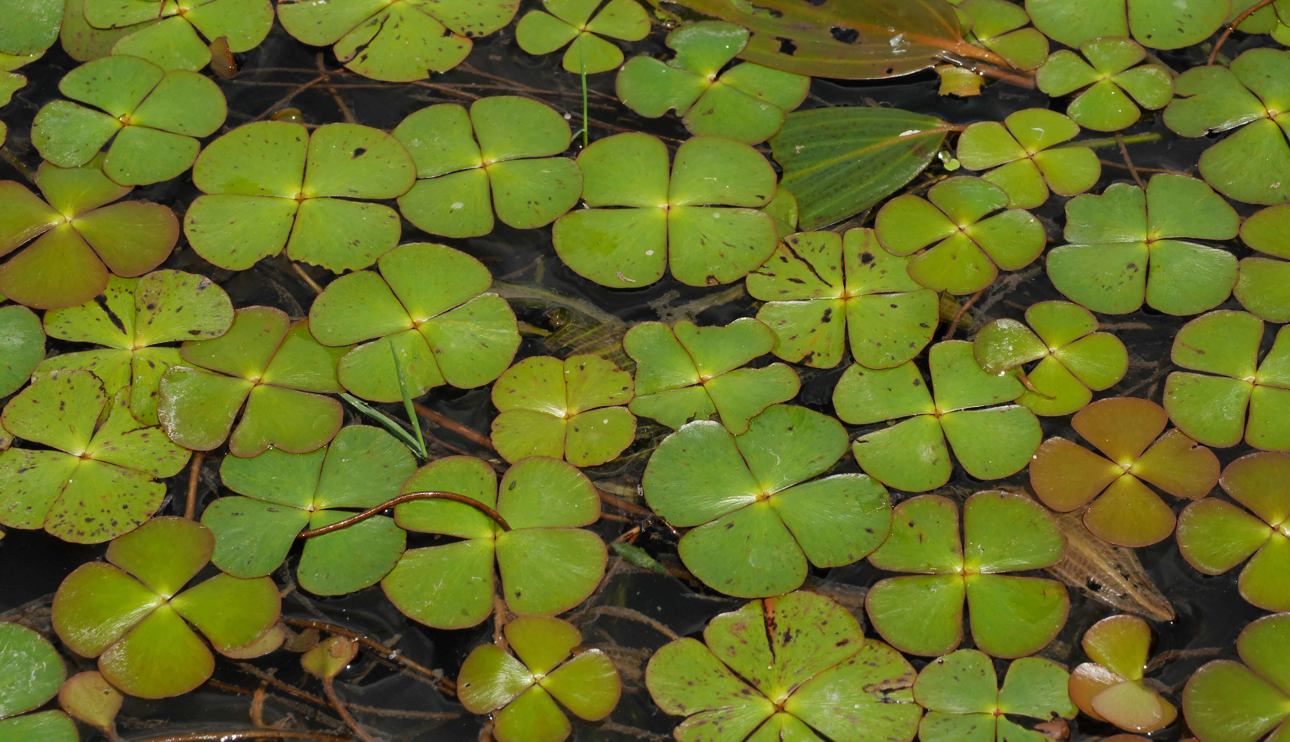 Image of Common Water Clover