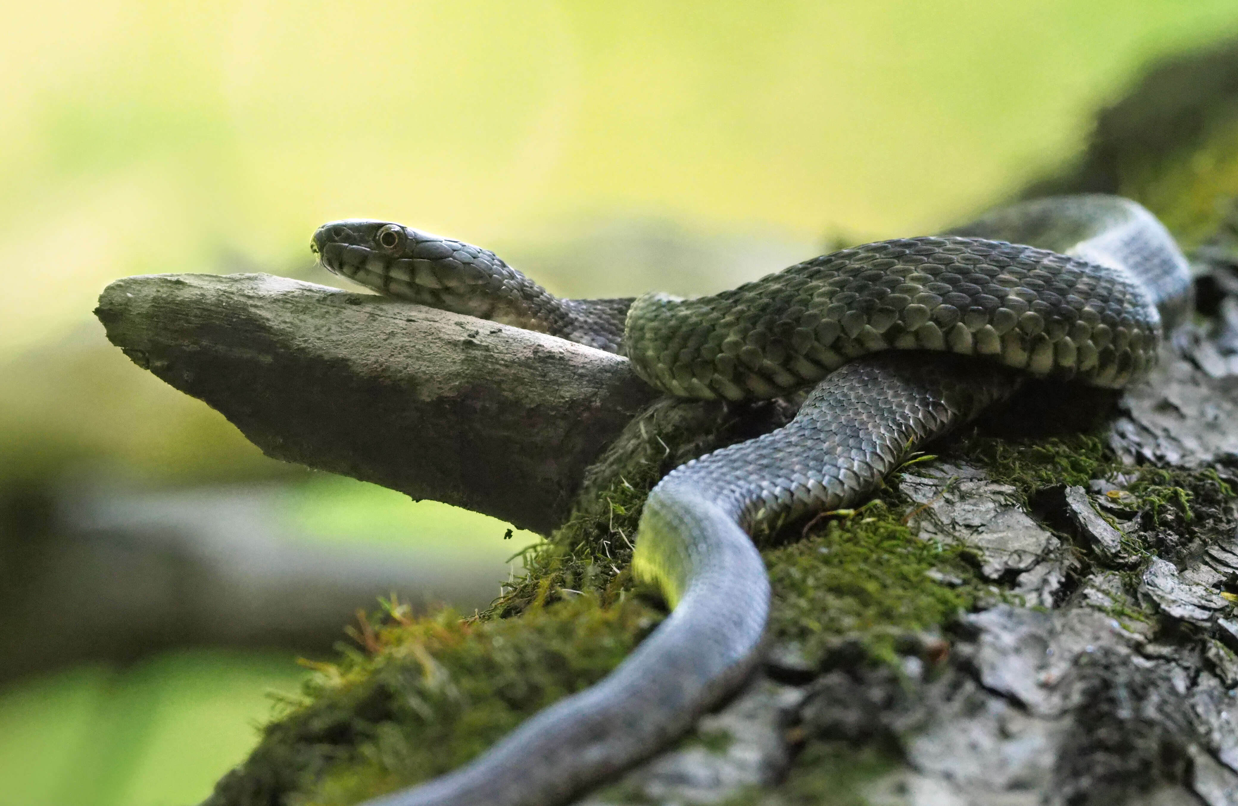 Image of Dice Snake