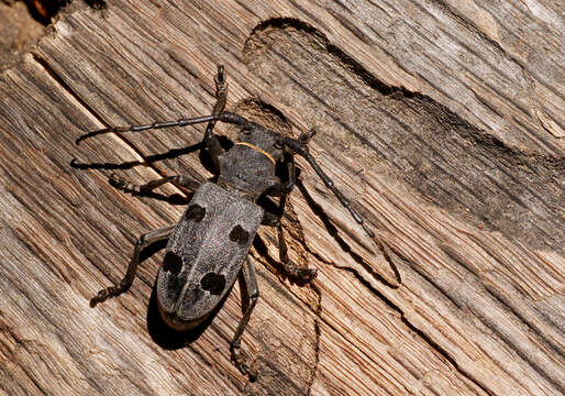 Image of Long-horned beetle