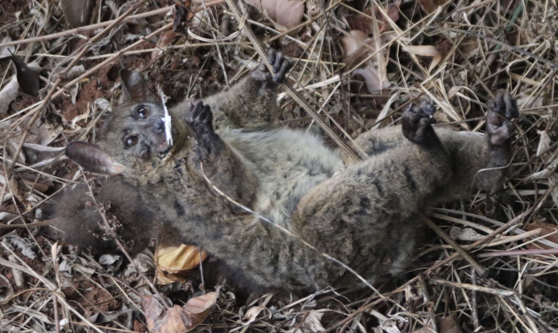 Image of Garnett's Greater Galago