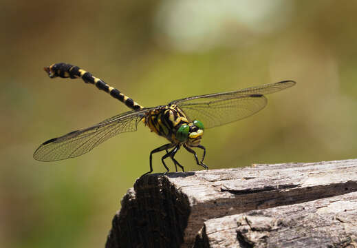 Image of Green-eyed Hooktail