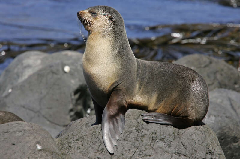 Imagem de Arctocephalus tropicalis (J. E. Gray 1872)