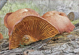 Image of Gymnopilus thiersii M. T. Seidl 1989