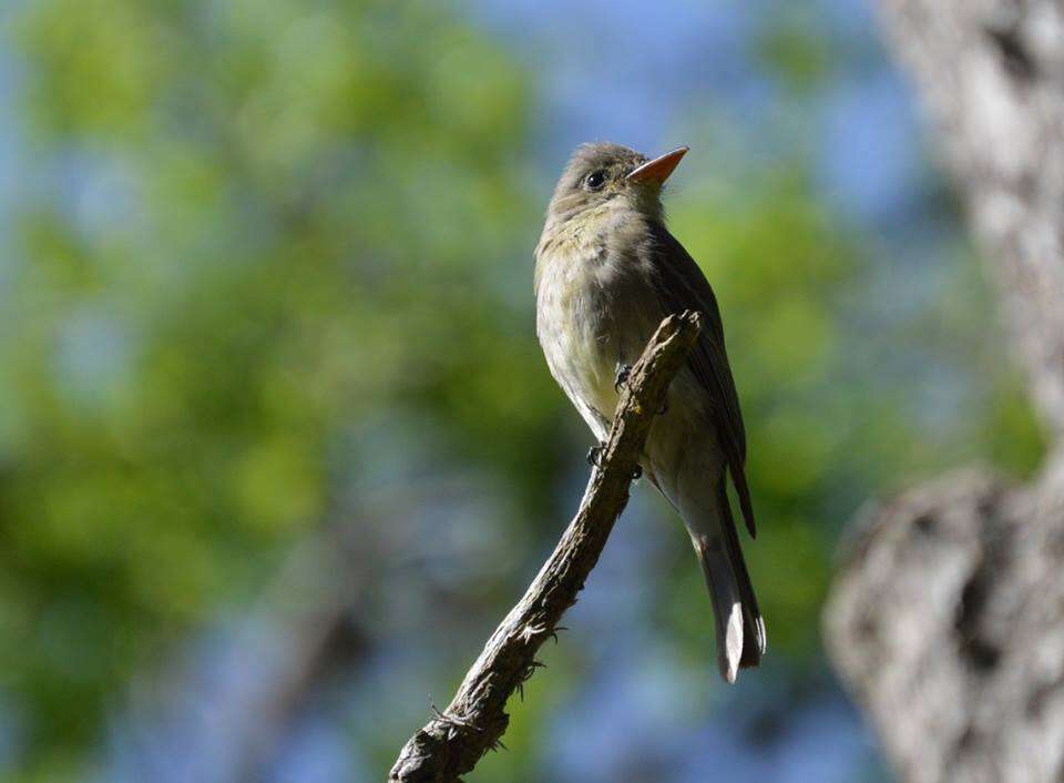 Image of Greater Pewee