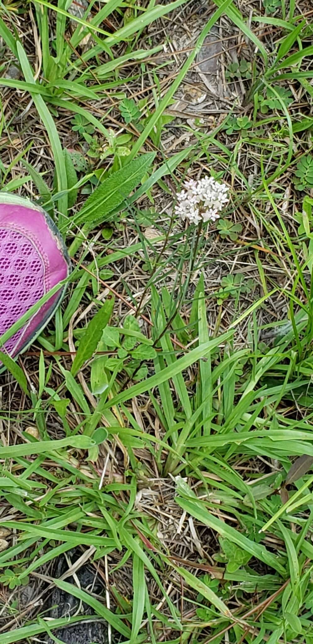 Image of Michaux's Milkweed