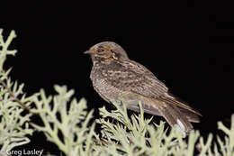 Image of Madagascan Nightjar