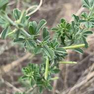 Слика од Indigofera bainesii Baker