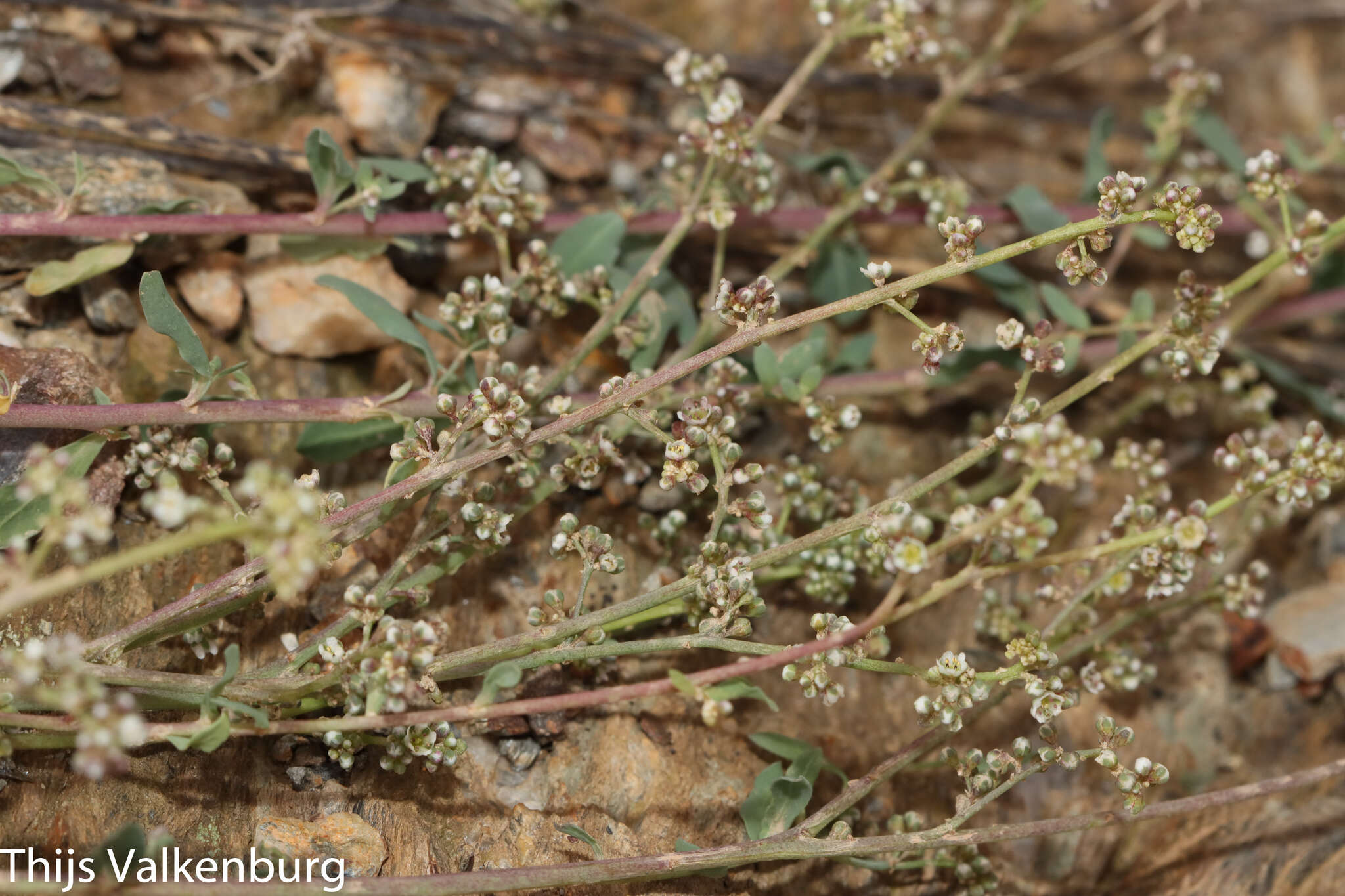 Слика од Corrigiola telephiifolia Pourret