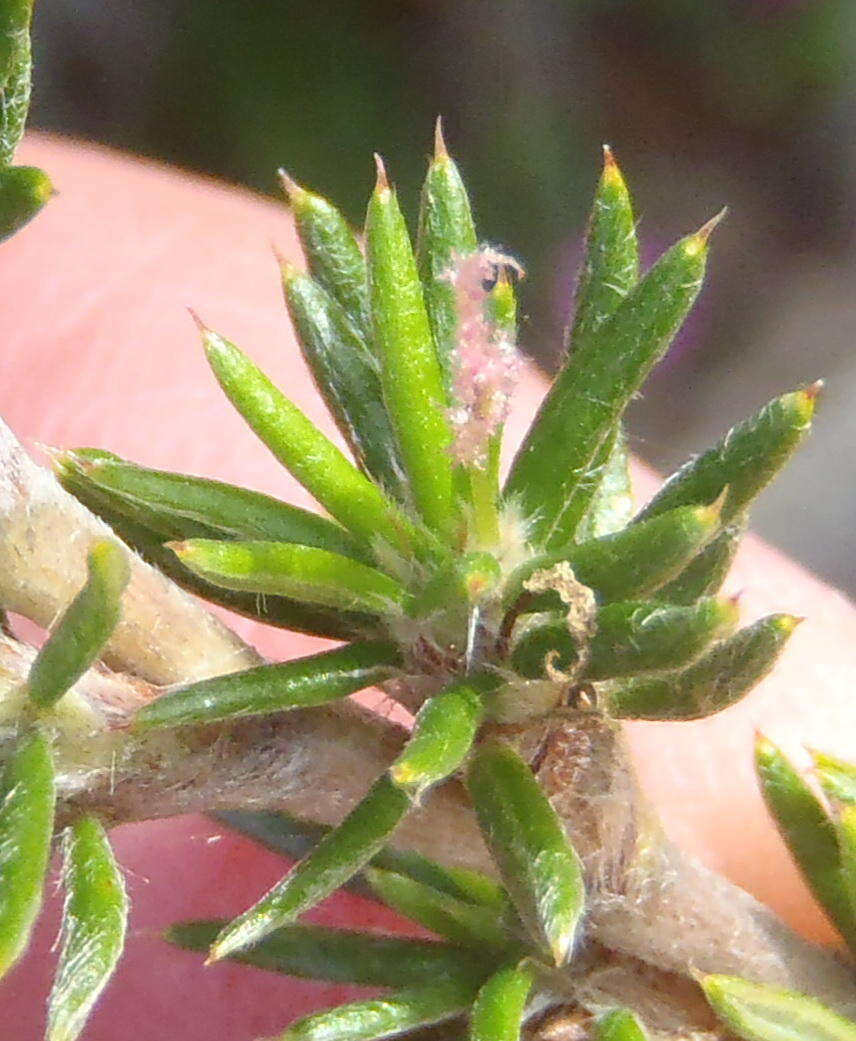 صورة Cliffortia stricta Weim.