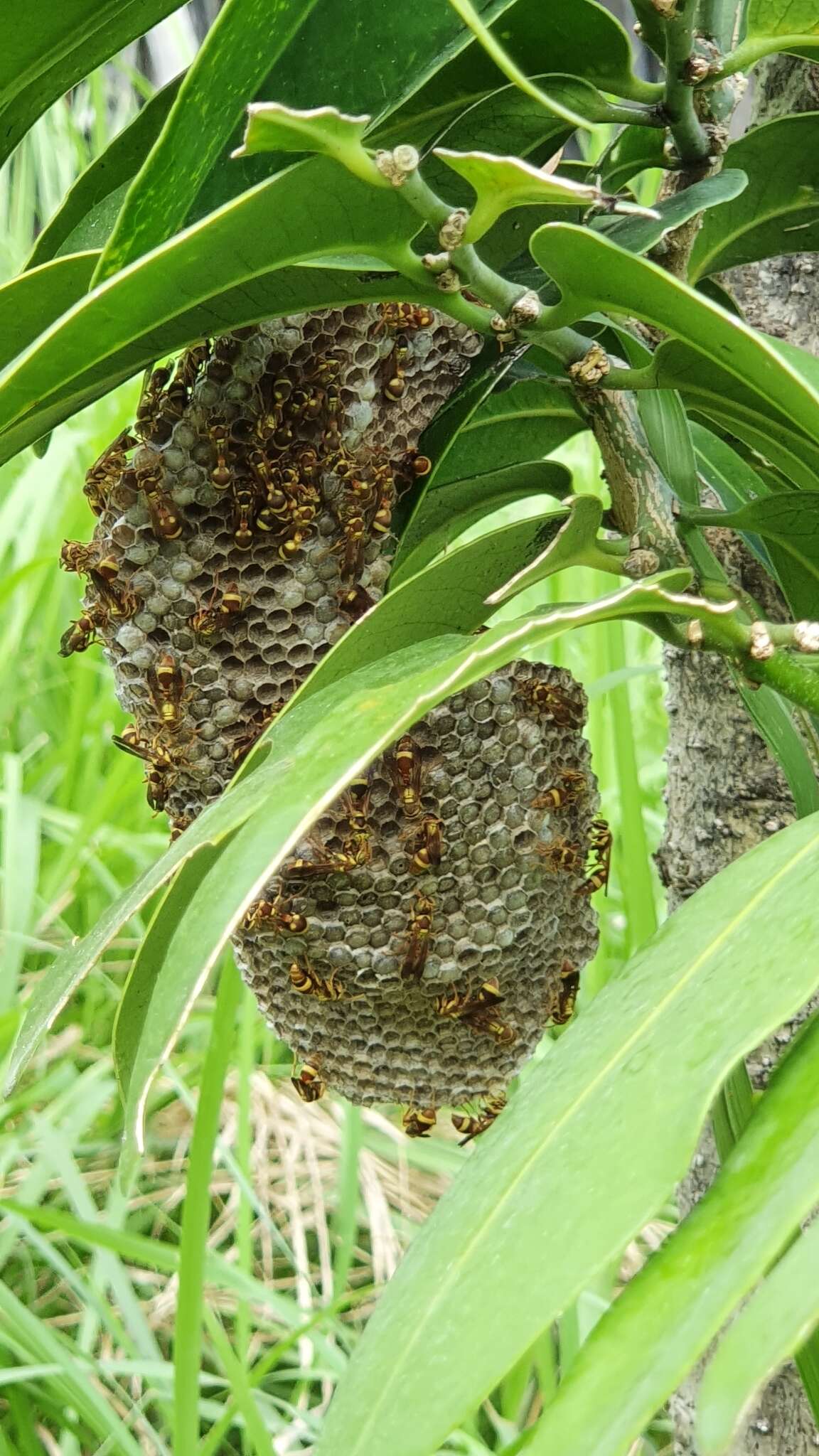 Image of Ropalidia fasciata (Fabricius 1804)