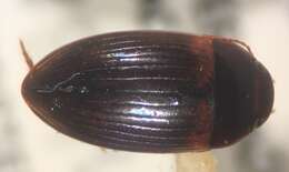 Image of Copelatus cubaensis Schaeffer 1908