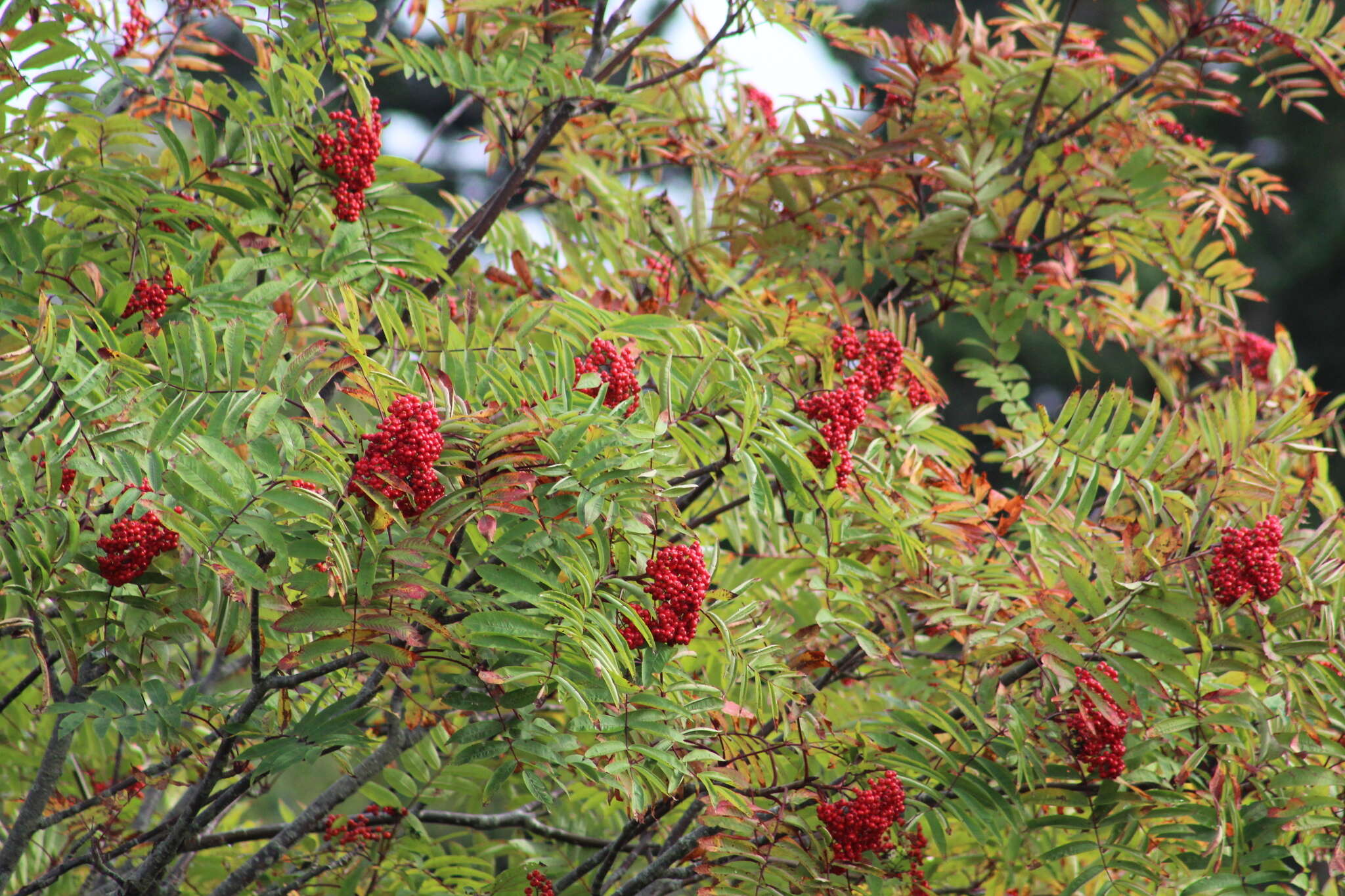 Image of American mountain ash