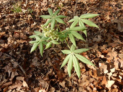 صورة Aesculus glabra var. arguta (Raf.) B. L. Robins.