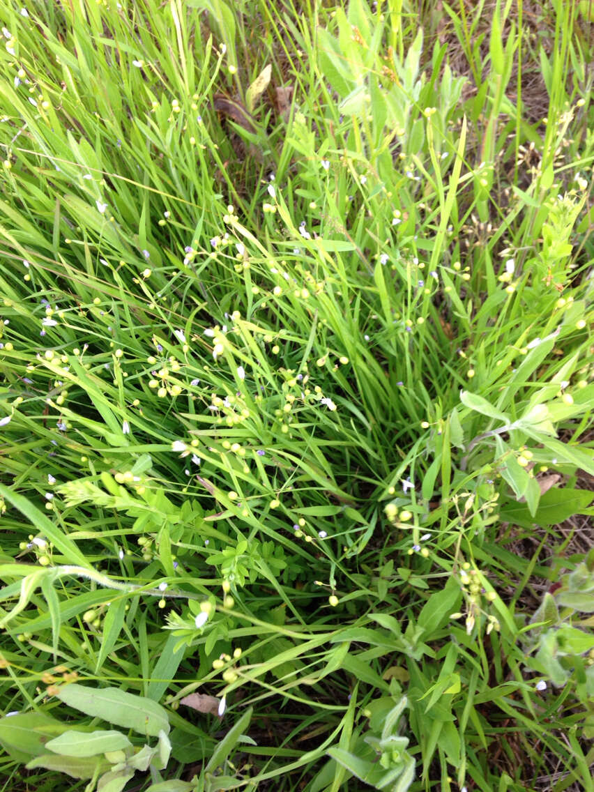 Image of narrowleaf blue-eyed grass