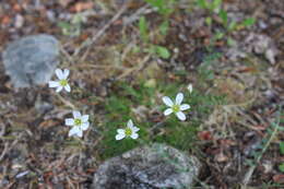 Image de Cherleria yukonensis (Hultén) A. J. Moore & Dillenb.