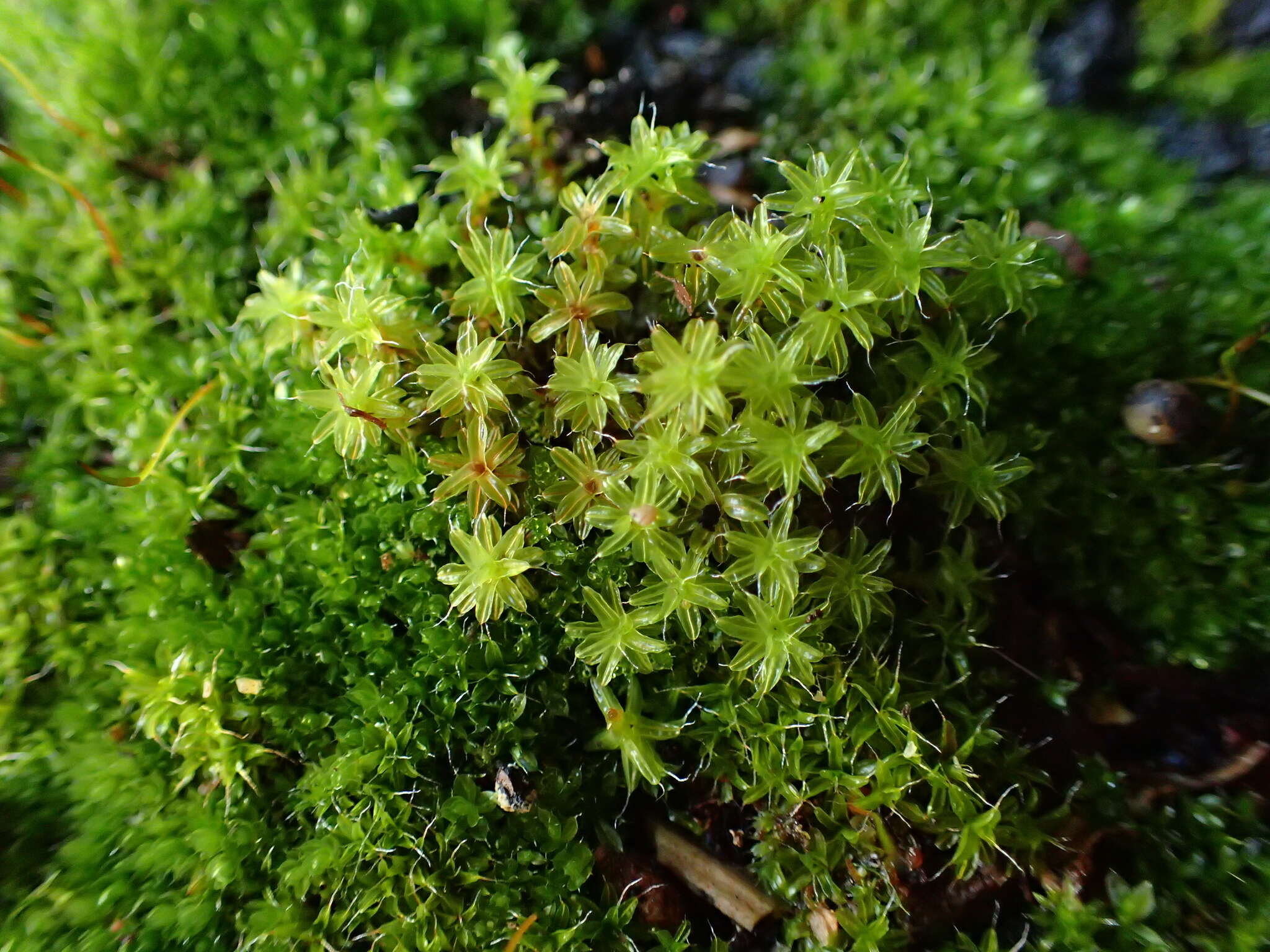 Image of Syntrichia virescens Ochyra 1992