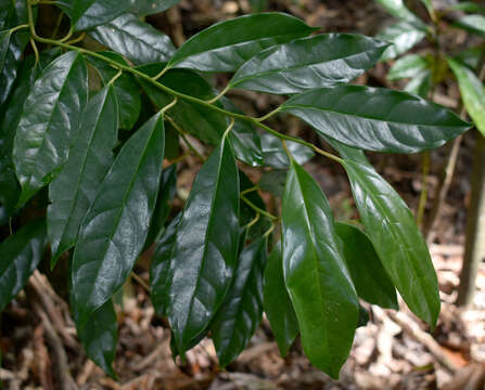 Image of Apodytes brachystylis F. Muell.