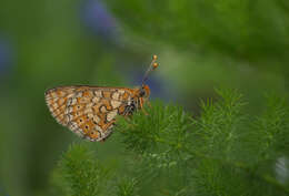 Image of Euphydryas aurinia