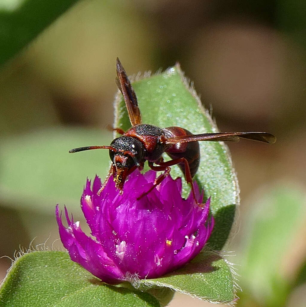 Слика од Pachodynerus erynnis (Lepeletier 1841)