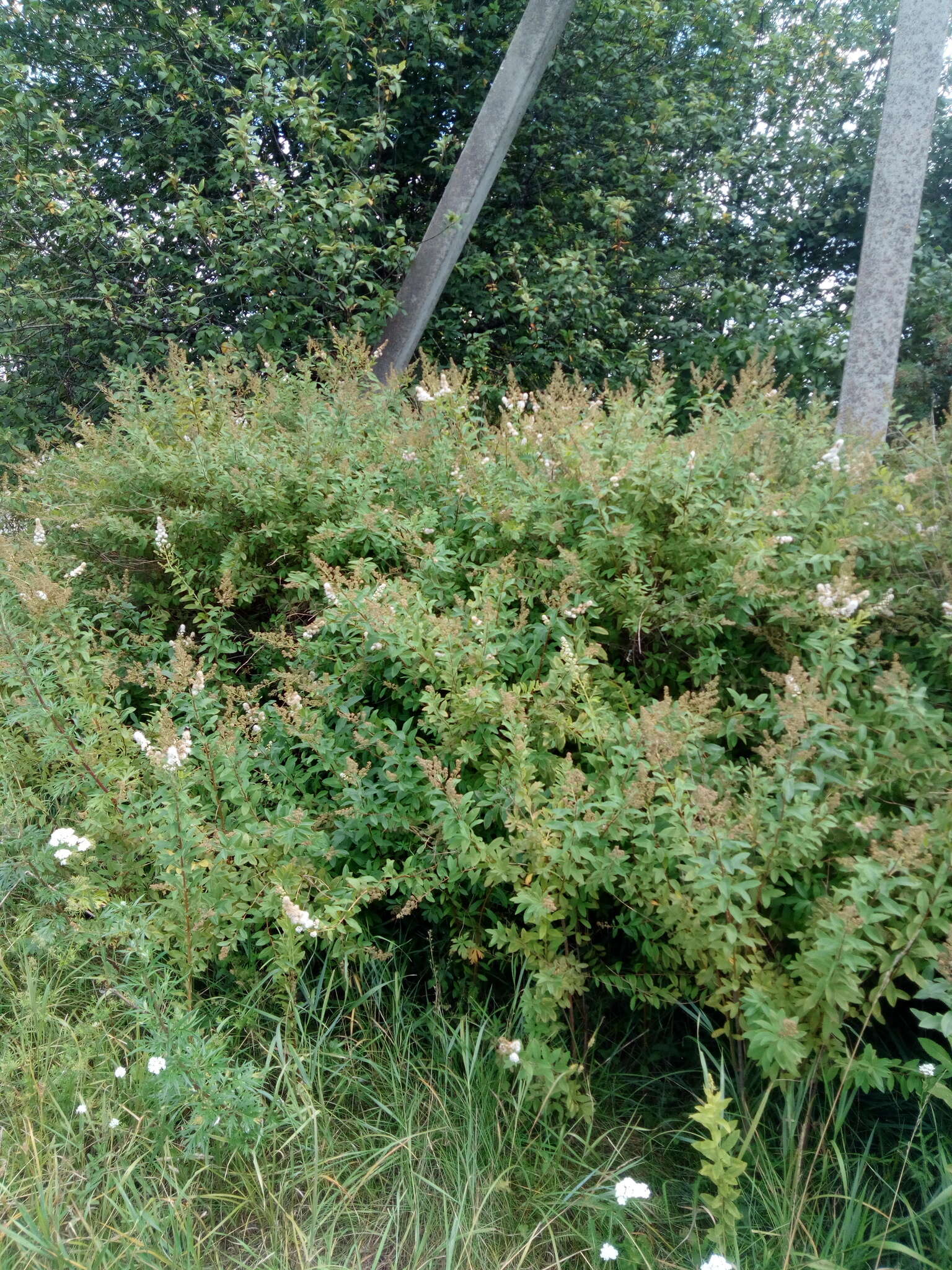 Sivun Spiraea × rosalba kuva