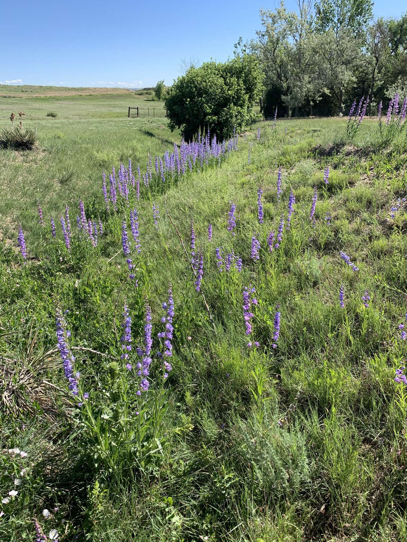 Image of Upright Blue Beardtongue