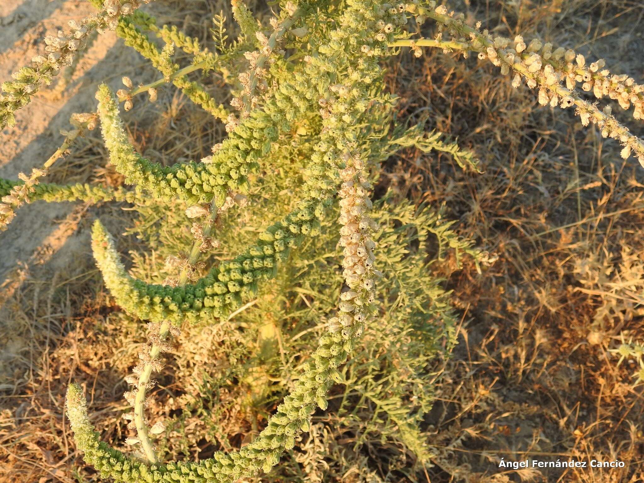 Image of Reseda suffruticosa Loefl.