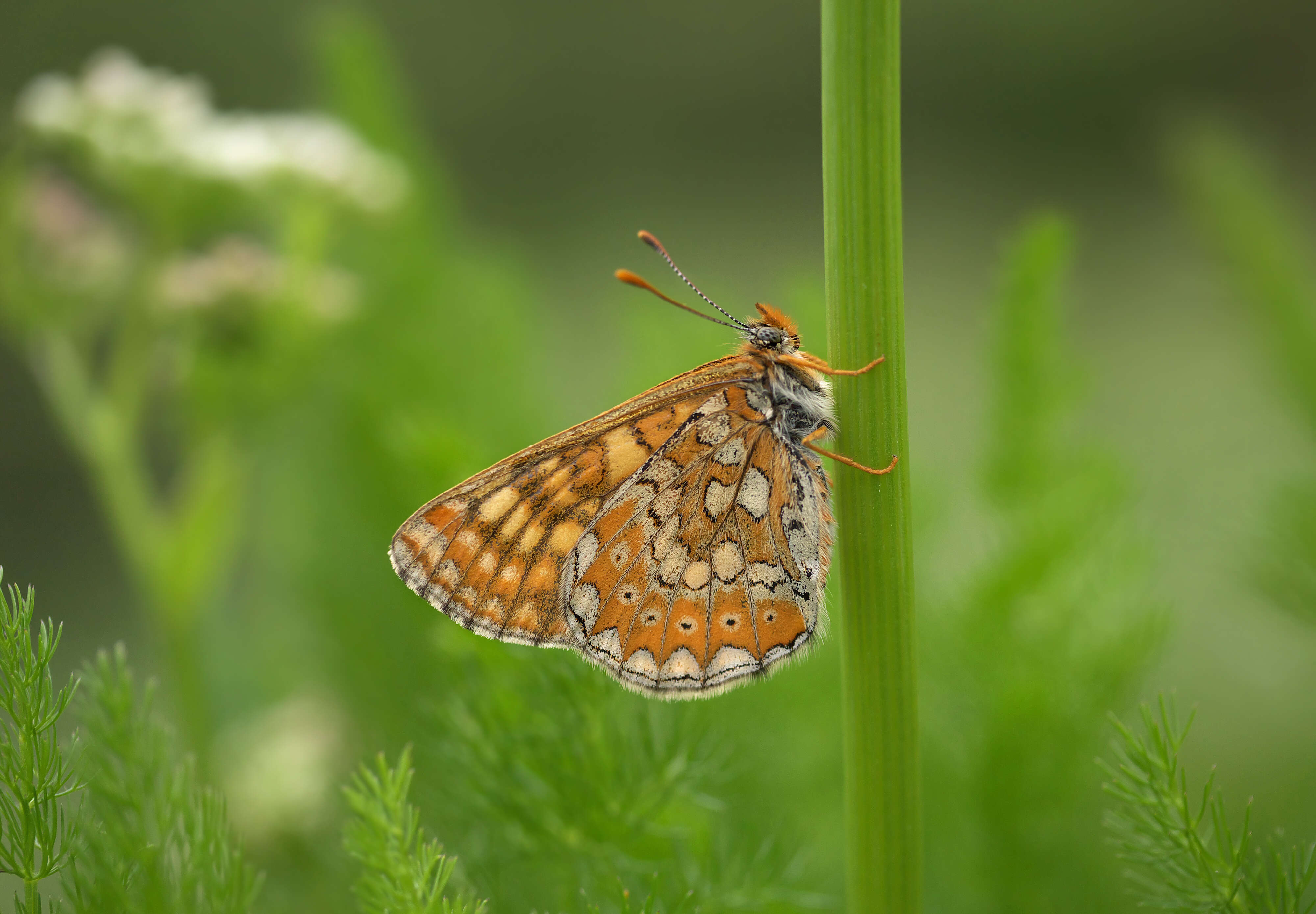 Image of Euphydryas aurinia