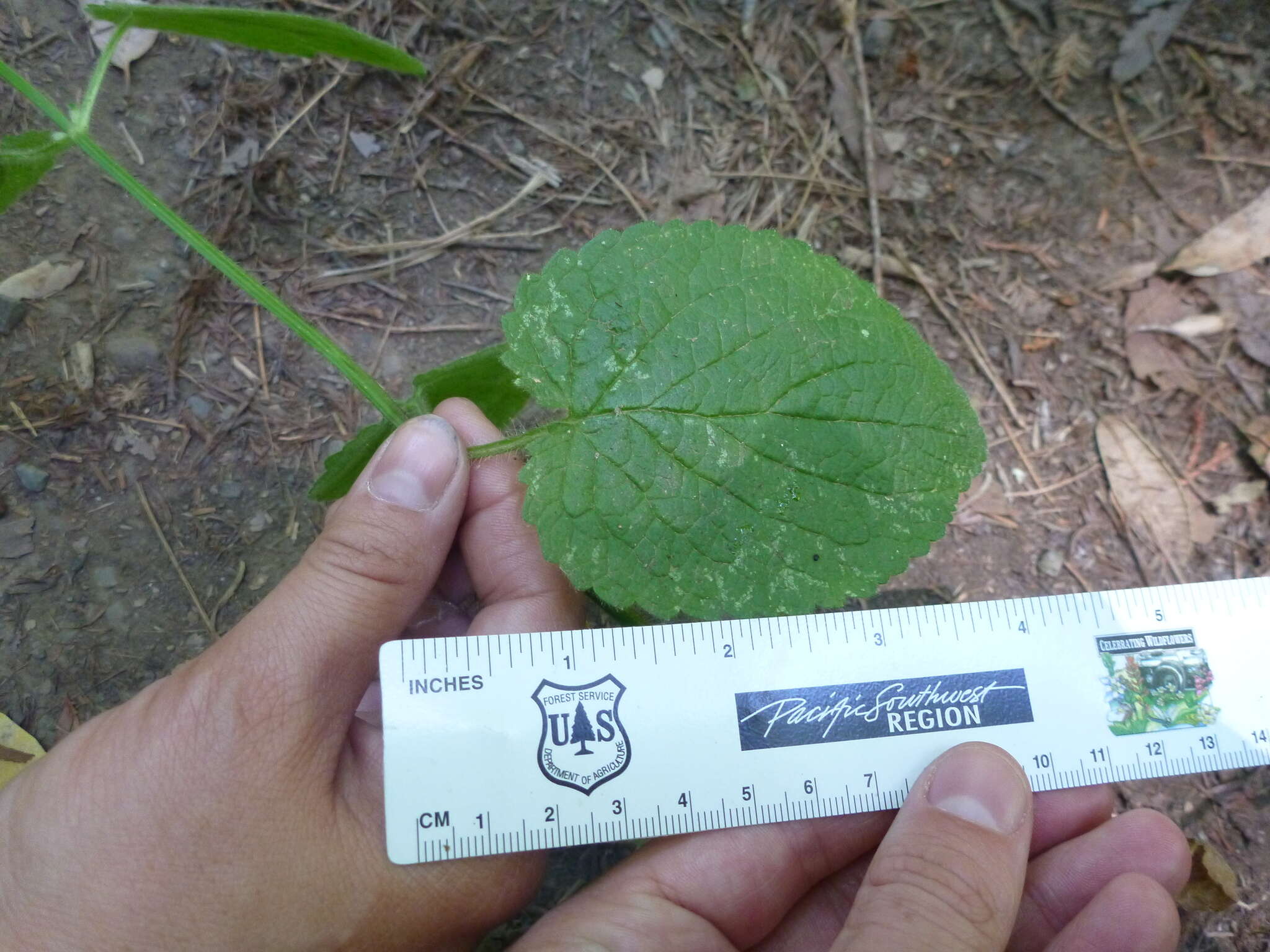 Imagem de Stachys rigida subsp. quercetorum (A. Heller) Epling