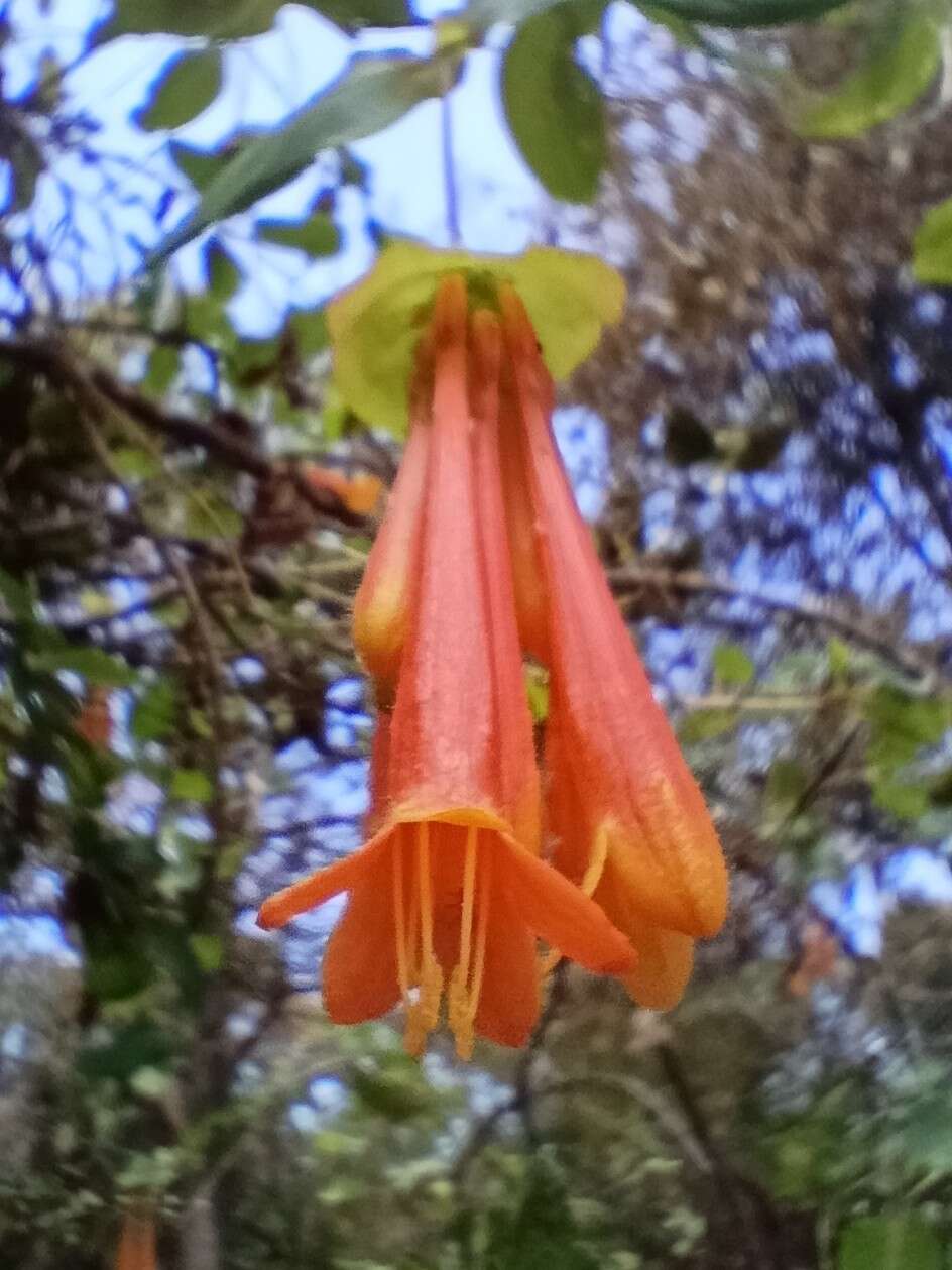 Image of Lonicera pilosa Willd. ex Kunth