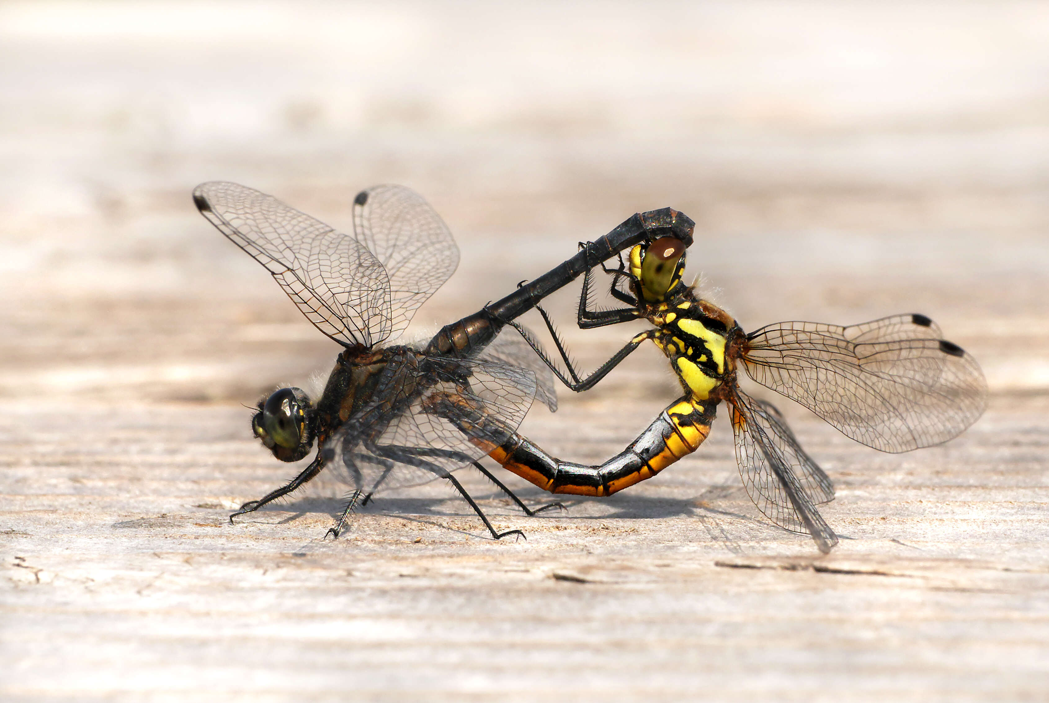 Image of black darter