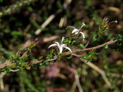 Image of Wahlenbergia tenella (L. fil.) Lammers