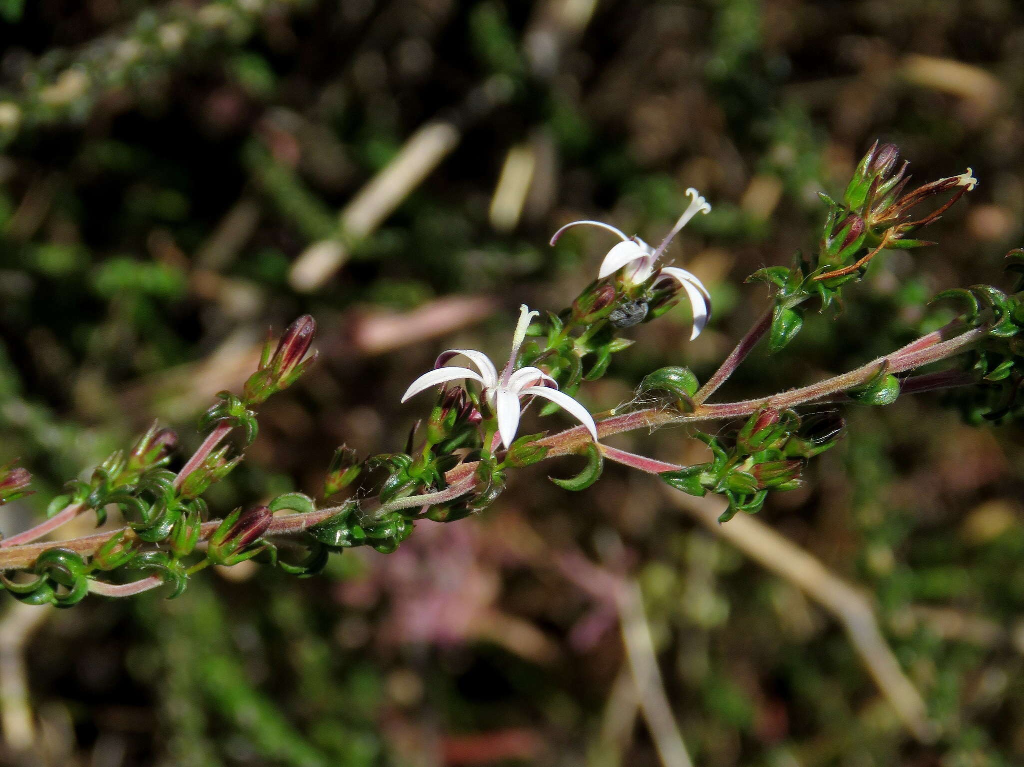 صورة Wahlenbergia tenella (L. fil.) Lammers