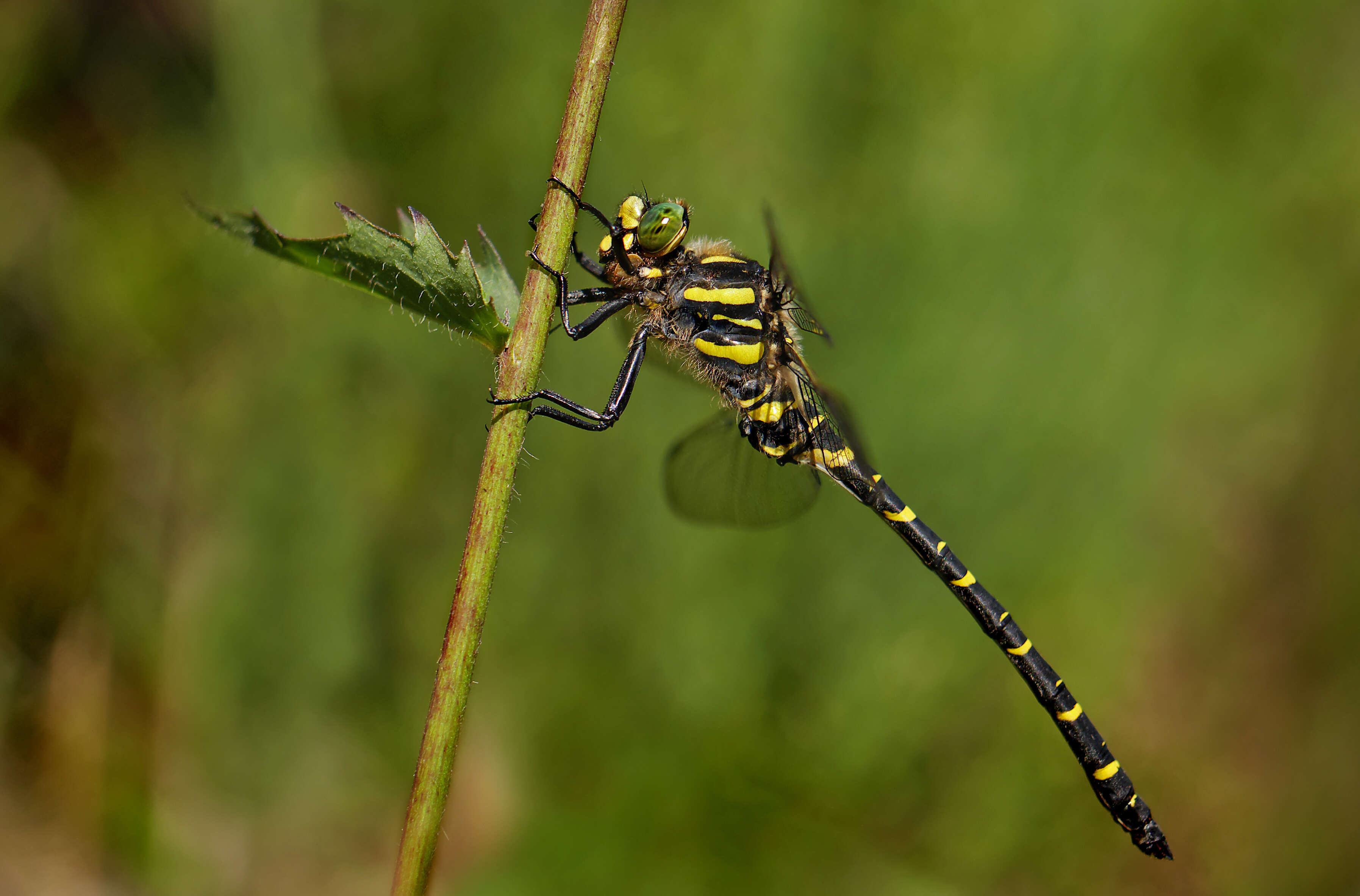 Image of golden-ringed dragonfly