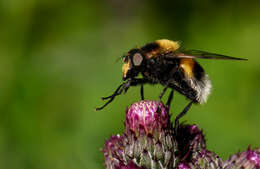 Volucella bombylans (Linnaeus 1758) resmi