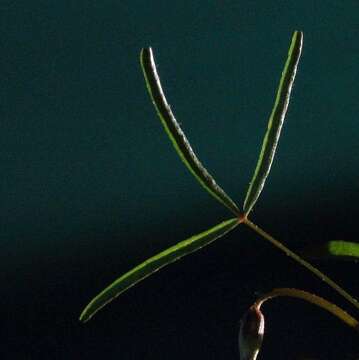 Imagem de Oxalis leptogramma Salter