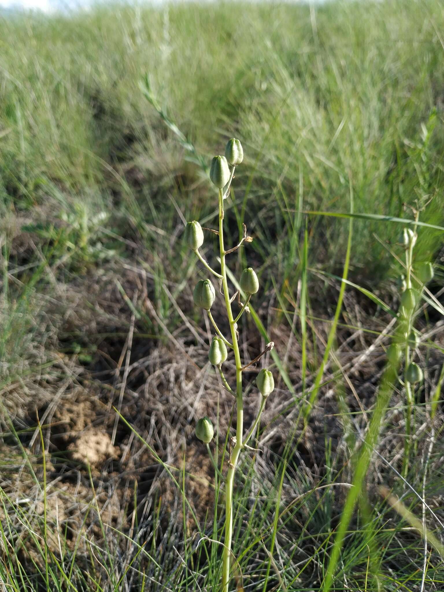 Image of Ornithogalum fischerianum Krasch.