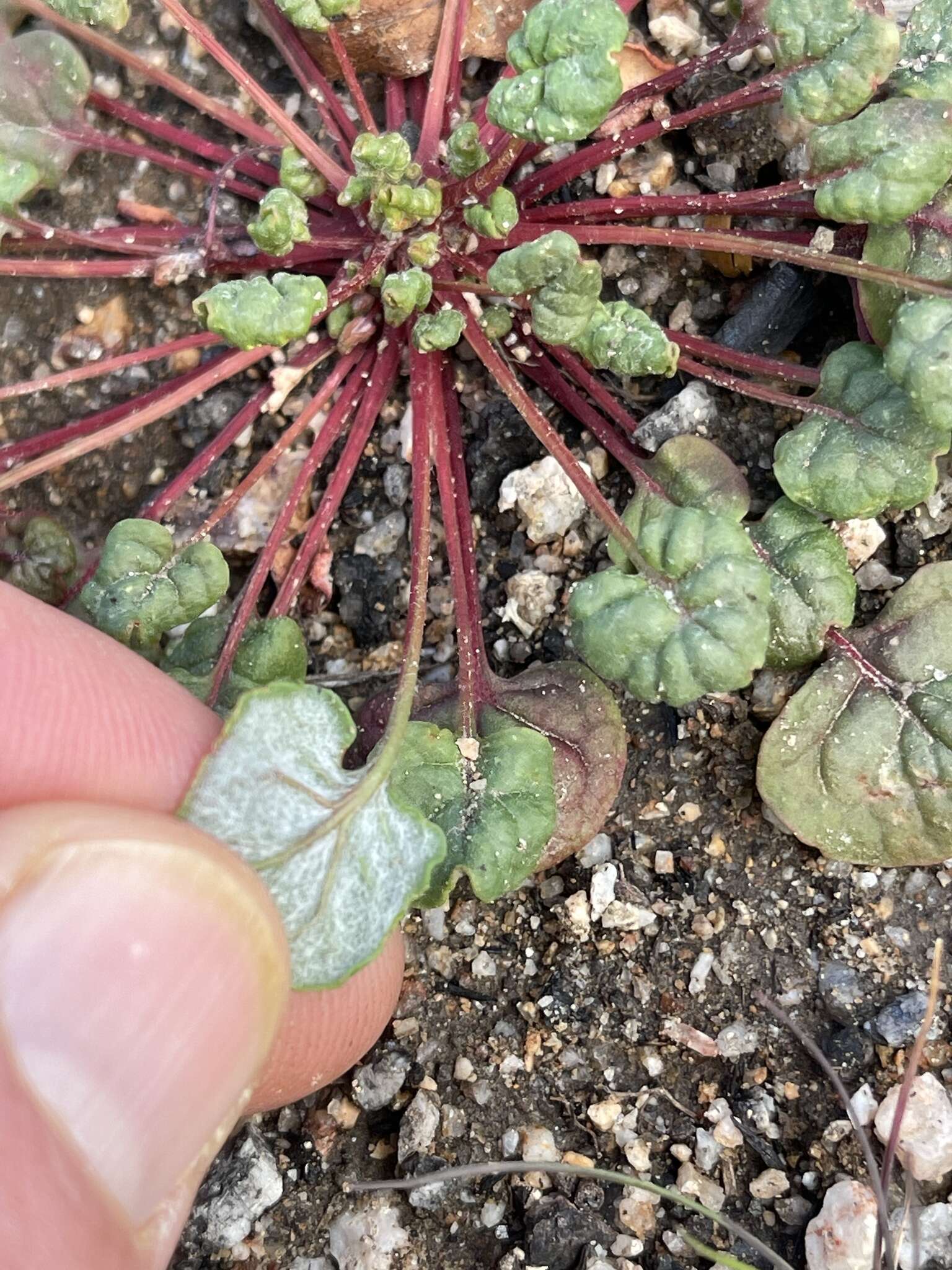 Image of Pinnacles buckwheat