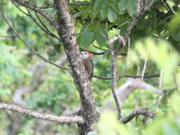 Image of Jamaican Woodpecker