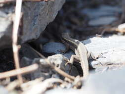 Image of Caucasian lizard