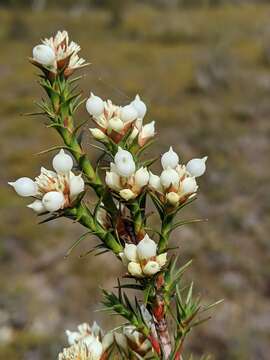 Sivun Richea acerosa (Lindley) F. Muell. kuva