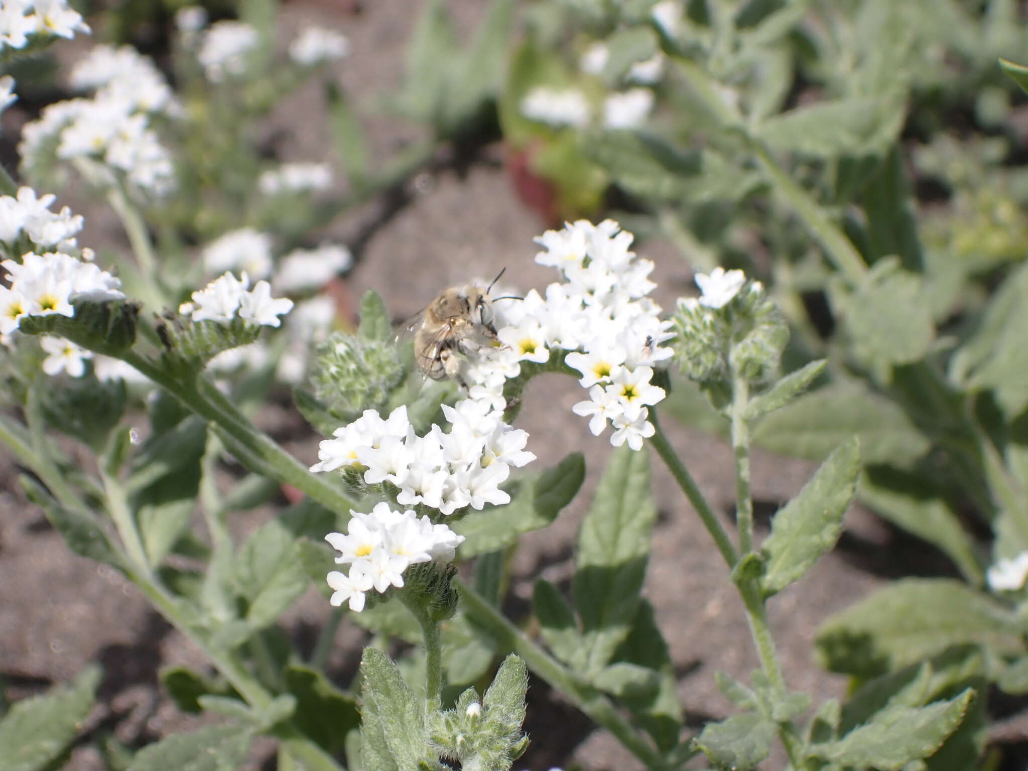 Sivun Anthophora pulverosa Smith 1854 kuva