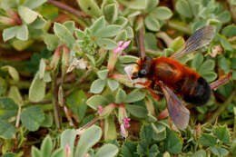 Image of Megachile sicula (Rossi 1792)