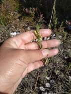 Plancia ëd Macrosyringion glutinosum (M. Bieb.) Rothm.