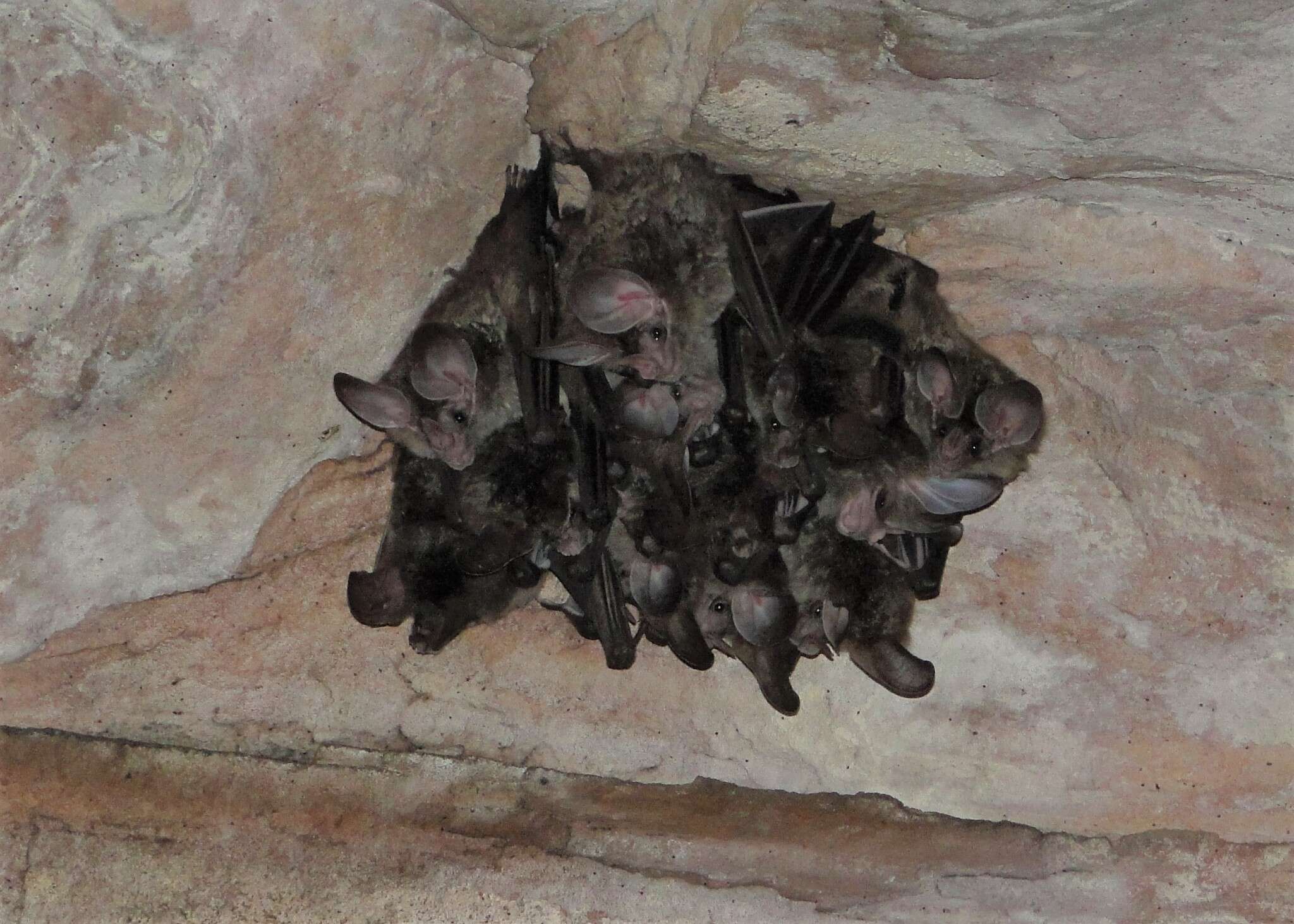 Image of big-eared woolly bat