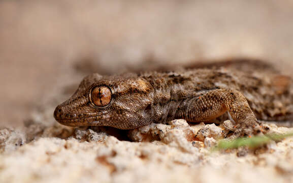 Image of East Canary Gecko