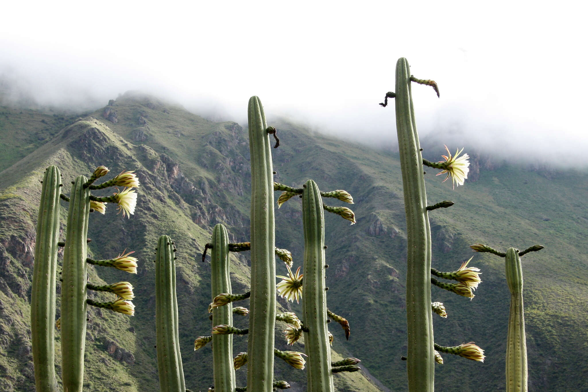 Image de Trichocereus macrogonus var. pachanoi