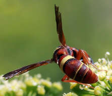 Image of Dolichodynerus tanynotus (Cameron 1909)