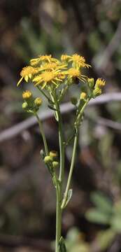 Image of Cleveland's Groundsel