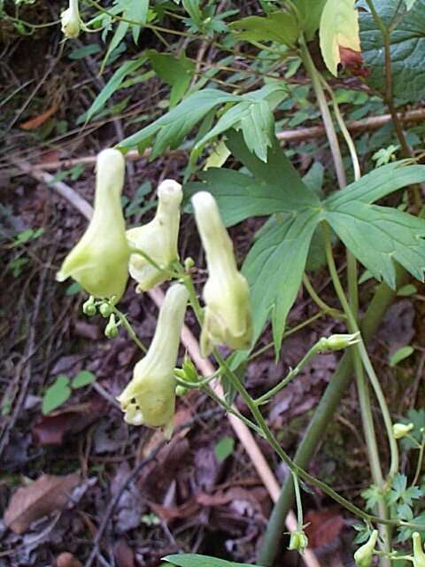 Imagem de Aconitum reclinatum A. Gray