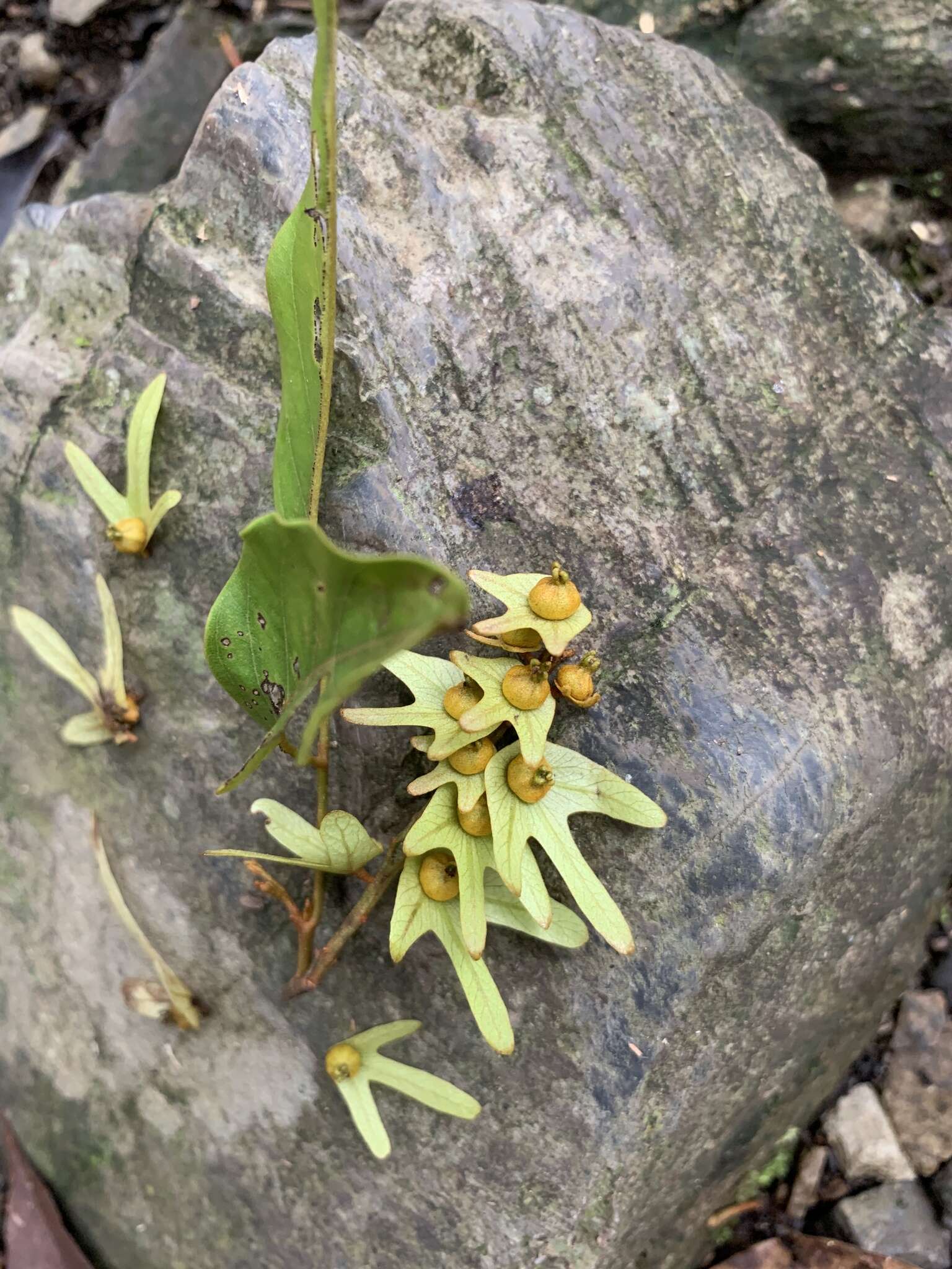 Image of Engelhardia roxburghiana Wall.